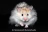 Hamsterhuette´s New York